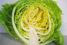 春キャベツ