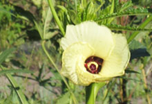 赤オクラの花