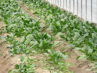 ほうれん草